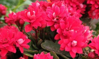 长生花怎么养（长寿花怎么养才能一直开花）