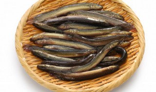鱼缸养泥鳅怎么养（鱼缸养泥鳅怎么养活）