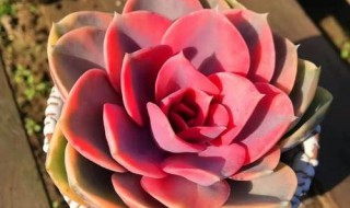 彩虹怎么养植（盆栽彩虹怎么养）