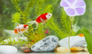夏花怎么养（夏堇花的养护）