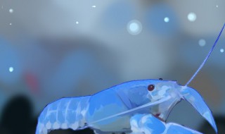 蓝魔虾怎么养 蓝魔虾怎么养才能活
