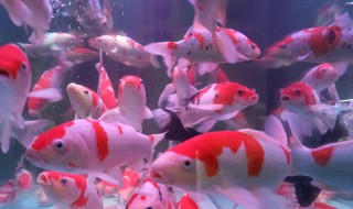 锦锂怎么养 锦鲤鱼怎么养好