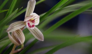 香兰花怎么养 香兰花怎么养才能开花