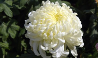 白菊花怎么养 白菊花怎么养 盆栽