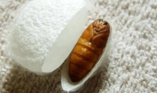 怎么养蚕蛹（怎么养蚕蛹变成蛾子）
