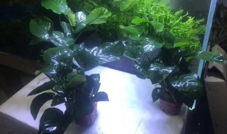 巴榕怎么养（巴榕怎么种）