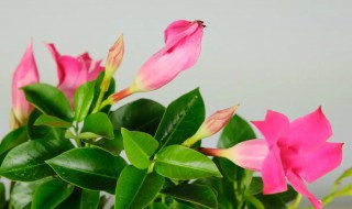 怎么养蝉花（金蝉花如何养）