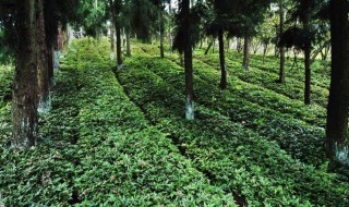 林下药用植物野生化培育类型有哪些 林下药用植物野生化培育类型有哪些种类