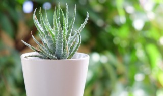 喜阳喜阴植物在结构特征上的区别（喜阴植物的特点是什么）