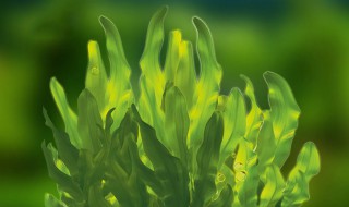 奥氏海藻提取物是植物还是生物 奥氏海藻提取物是植物还是生物