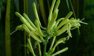 虎尾兰种子种植方法 虎尾兰种子怎么种