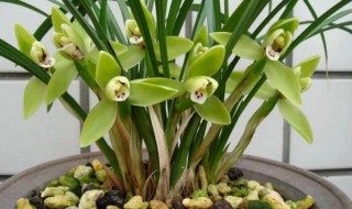 毛兰花开花后怎么养（开花后的兰花怎么养）