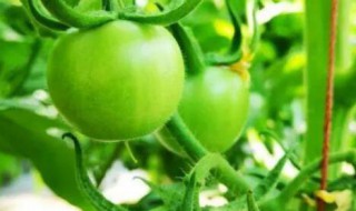 西红柿菜秧栽种注意事项（西红柿菜秧栽种注意事项图片）