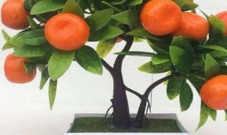 橘子树盆栽种植方法和注意事项 盆栽橘子树的管理方法
