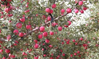 6月栽种苹果树注意事项（6月栽种苹果树注意事项视频）