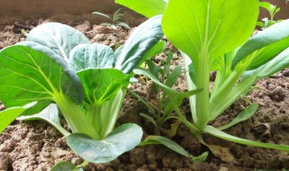 家庭种菜如何施肥 家庭种菜施肥的好方法