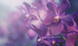 李青如何养好兰花（李青如何养好兰花盆栽）