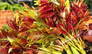 椿芽如何养好（香椿芽怎么养）