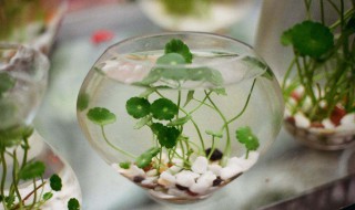 如何把水培铜钱草养好（如何把水培铜钱草养好活）