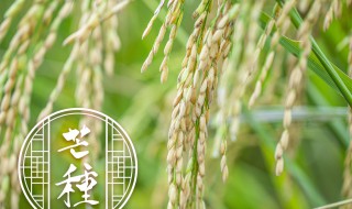 如何提高稻谷种植产量 怎么提高水稻产量