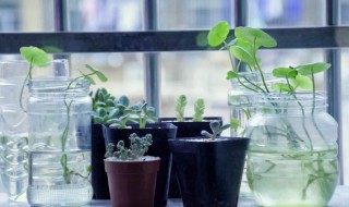 水植物怎么养（如何水养植物）