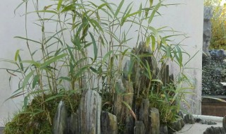 竹子盆栽种植方法和注意事项 竹子盆栽种植方法和注意事项图片