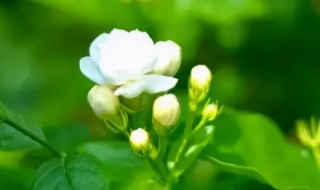 茉莉栽种注意 如何栽种茉莉,栽种时注意哪些情况