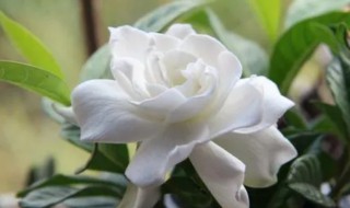 栀子花品种栽种时间以及注意事项 栀子花的栽种方法和注意事项