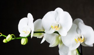 栽种兰花需要注意 栽种兰花需要注意什么