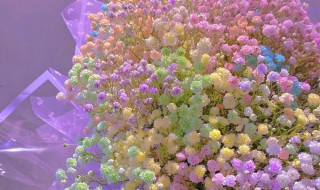 栽种满天星种子需要注意什么 满天星的种子养殖方法和注意事项