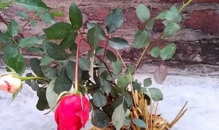 月季花大苗栽种注意事项 月季花大苗栽种注意事项视频