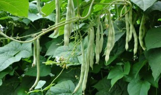 秋架豆什么时候种（架豆秋季什么时候种）