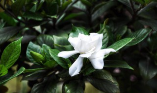 怎样养花才能养好 怎样养花才能养好自己