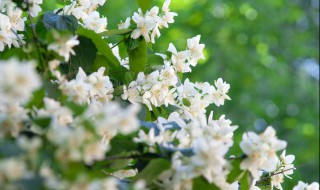 茉莉花怎么剪枝 茉莉花怎么剪枝开花多