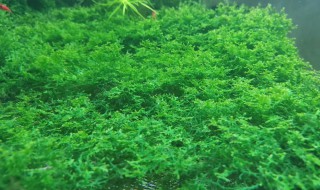 莫斯水草怎么繁殖（莫斯水草怎么繁殖与固定）