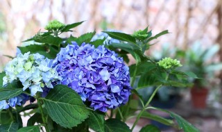 绣球花怎样养殖才能开花结果 绣球花怎样养殖才能开花结果呢