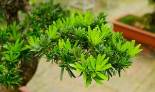 罗汉松怎么繁殖 罗汉松怎么繁殖的