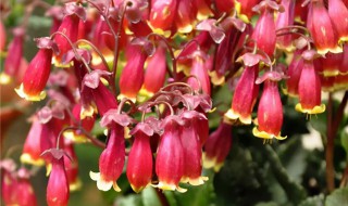 红灯笼花怎样养殖（红灯笼花养殖方法）