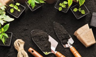 植物情人泪怎么繁殖 美人泪植物怎么繁殖