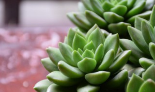 多肉植物怎样养殖（多肉植物怎样养殖视频）