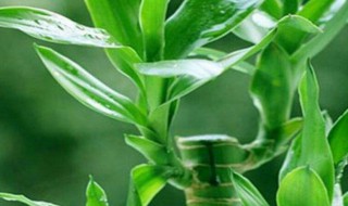怎样才能把富贵竹养好（怎么才能把富贵竹养好）