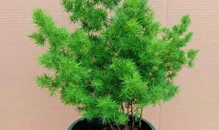 属猴的适合养什么花好（属猴的适合养什么花好呢）