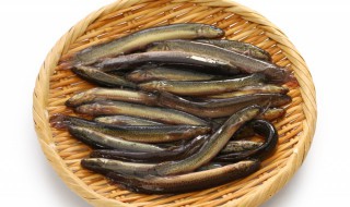 泥鳅怎么繁殖 泥鳅怎么繁殖的?泥鳅在家怎么养活