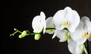 怎样养殖兰花好（如何种养兰花）