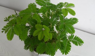 怎样养好含羞草 怎样养好含羞草?