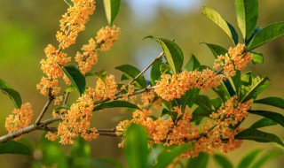 桂花怎样养的好（桂花怎样养的好活）