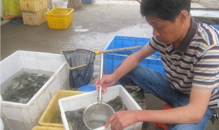 怎样养殖泥鳅技术 怎样养殖泥鳅技术视频教程