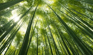 竹子怎么繁殖 竹子怎么繁殖后代