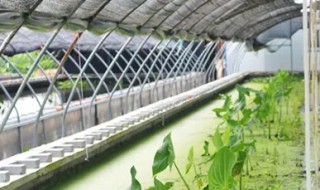 水蛭怎样养殖（水蛭怎样养殖的）