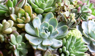 怎样养殖多肉植物 如何养好多肉植物